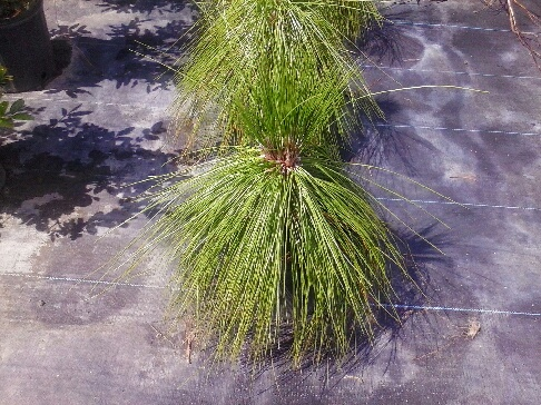 pinus-palustris-longleaf-pine