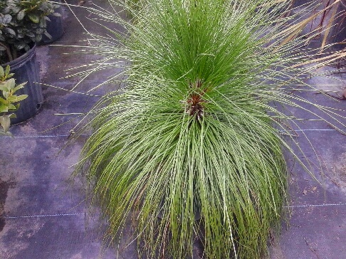 pinus-palustris-longleaf-pine