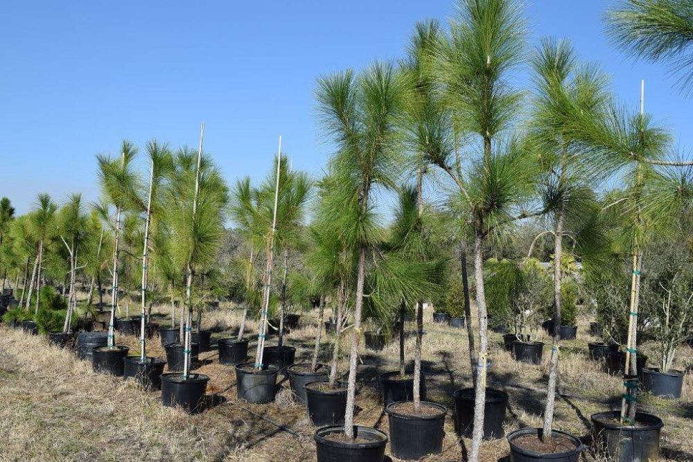 pinus-palustris-longleaf-pine