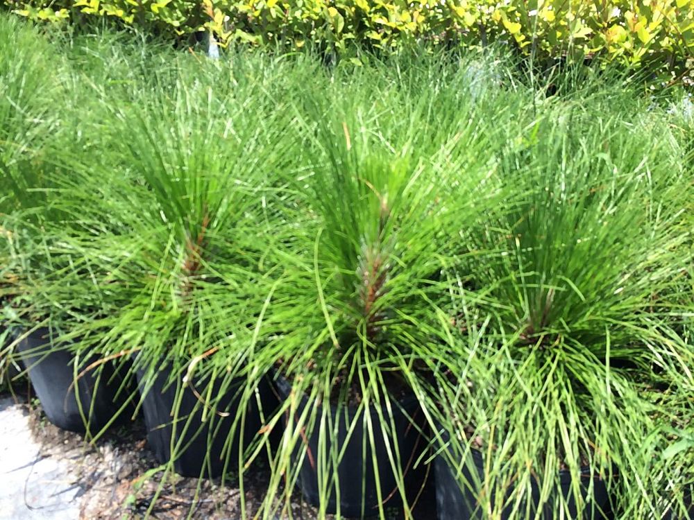 pinus-palustris-longleaf-pine