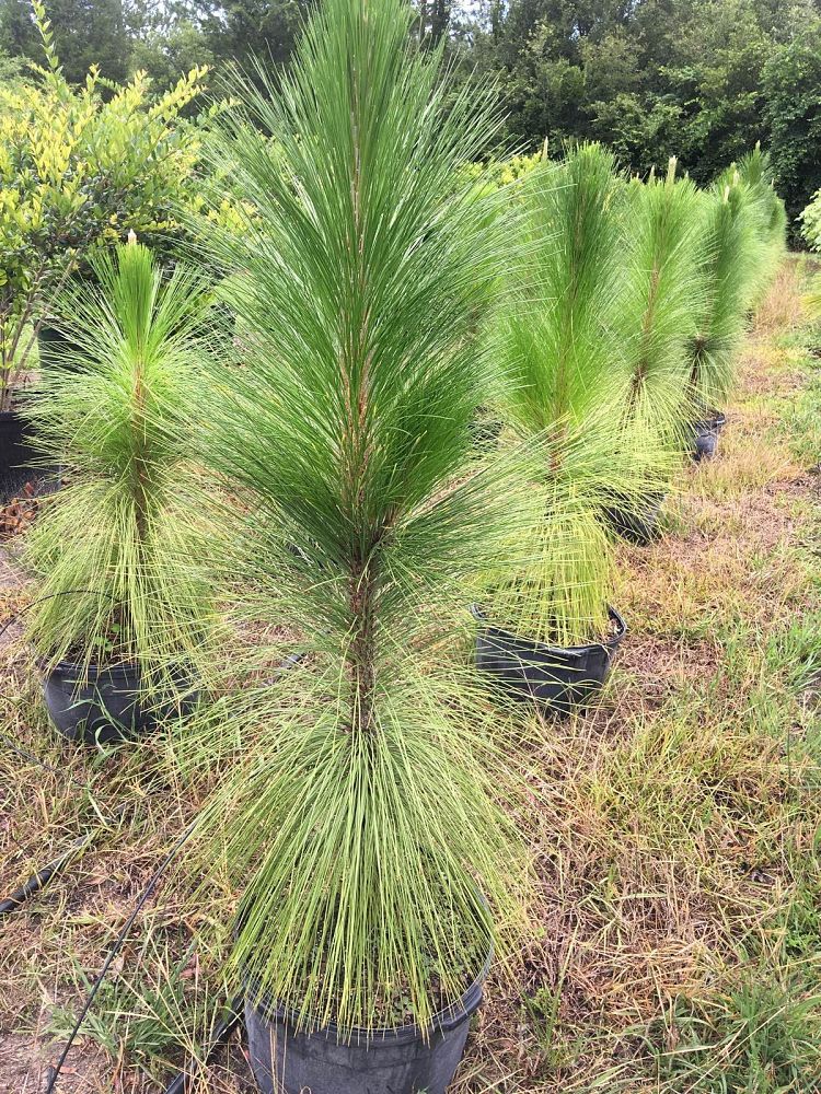 pinus-palustris-longleaf-pine