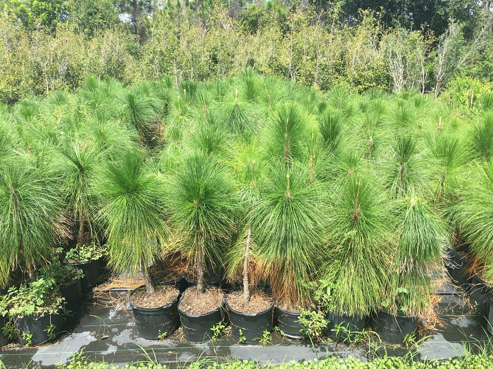 pinus-palustris-longleaf-pine