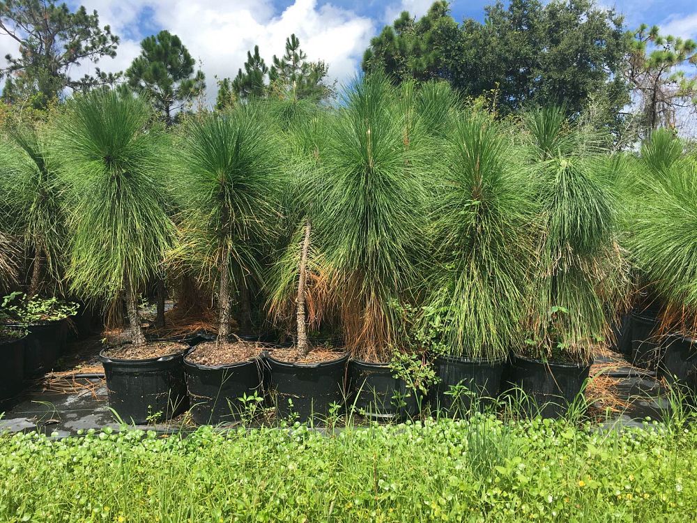 pinus-palustris-longleaf-pine