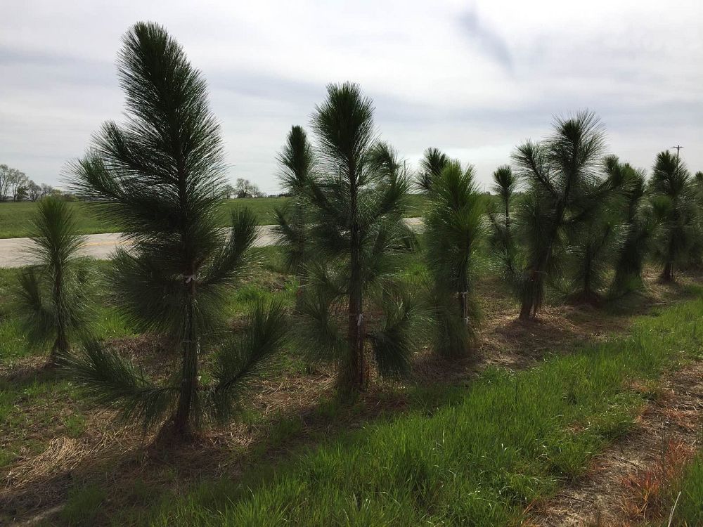 pinus-palustris-longleaf-pine