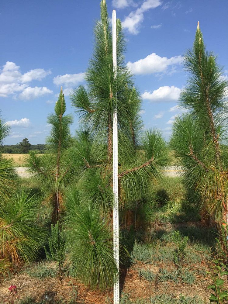 pinus-palustris-longleaf-pine