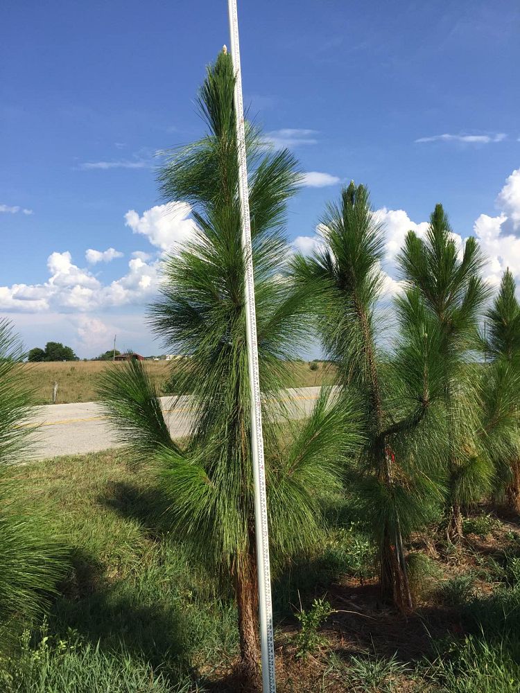pinus-palustris-longleaf-pine