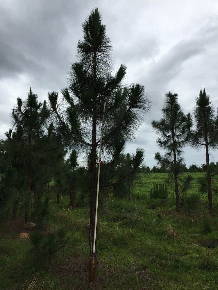 pinus-palustris-longleaf-pine