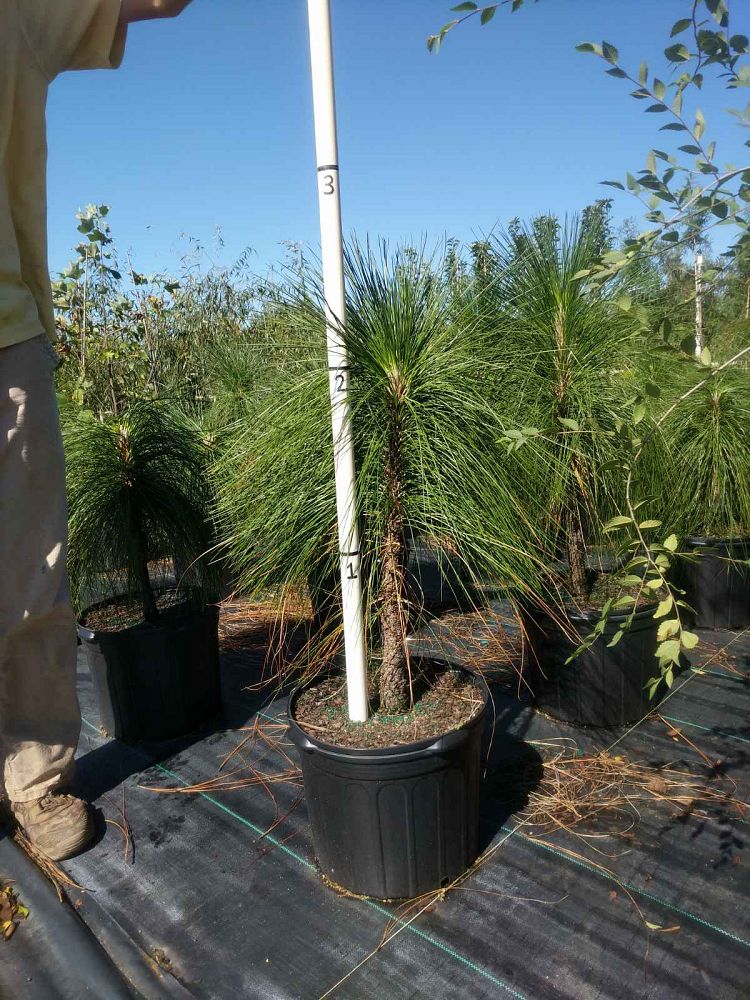 pinus-palustris-longleaf-pine