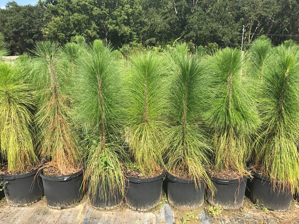 pinus-palustris-longleaf-pine