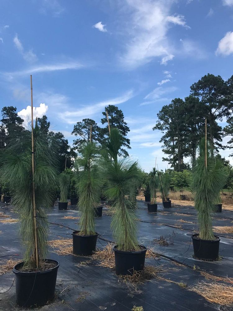 pinus-palustris-longleaf-pine