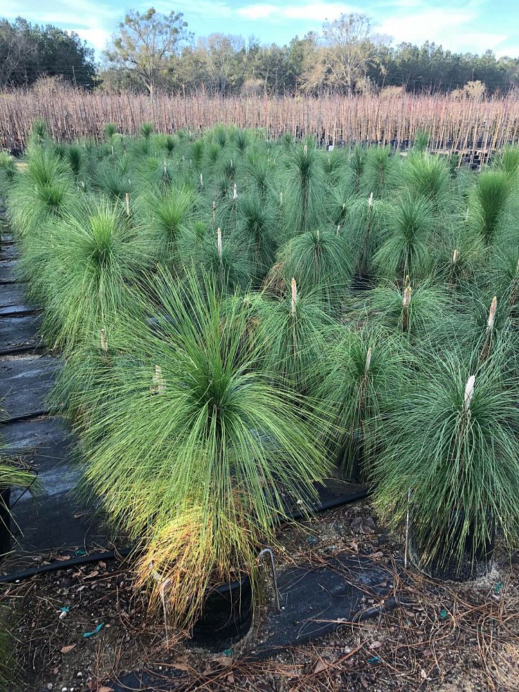 pinus-palustris-longleaf-pine