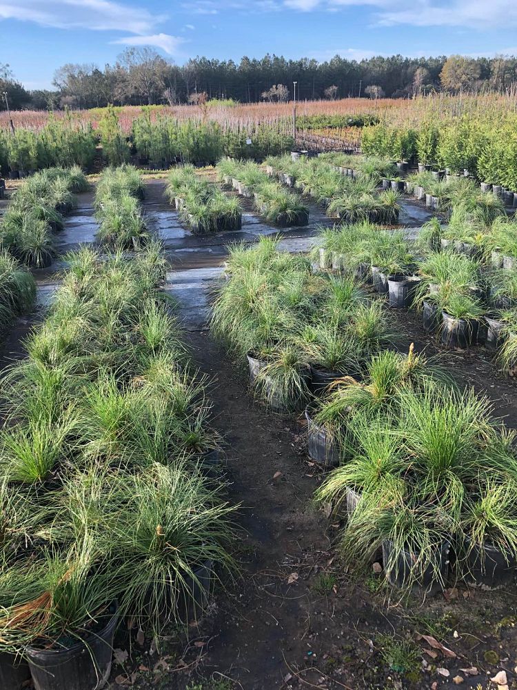 pinus-palustris-longleaf-pine