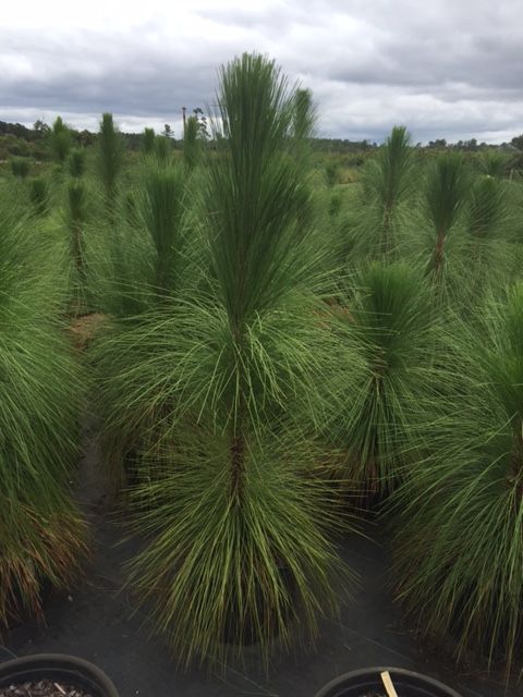 pinus-palustris-longleaf-pine