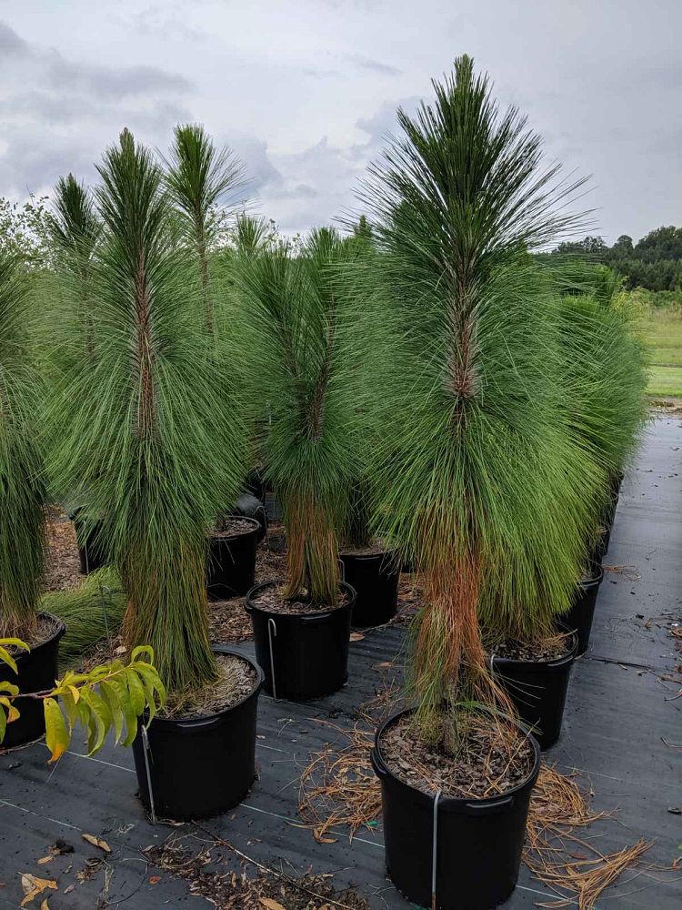 pinus-palustris-longleaf-pine