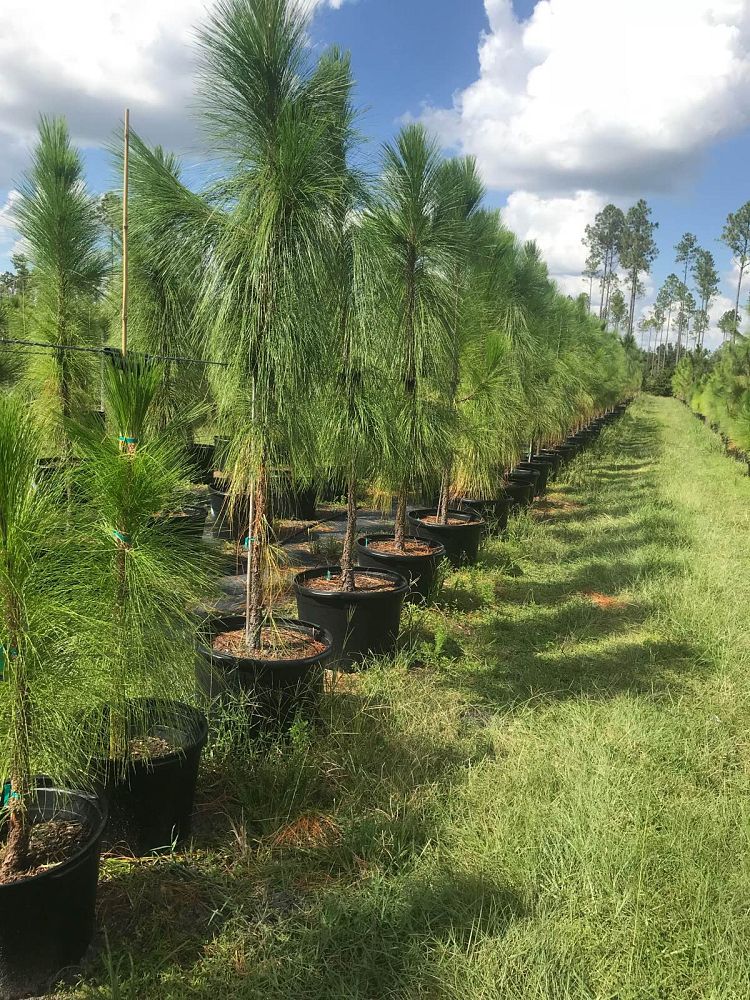 pinus-palustris-longleaf-pine