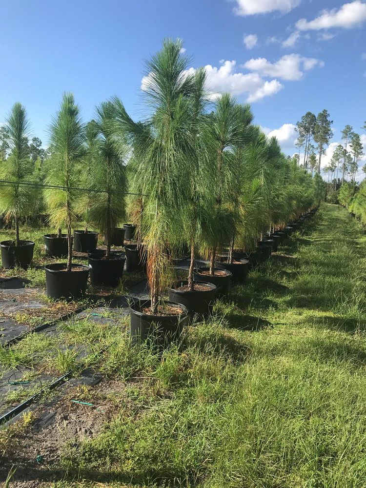 pinus-palustris-longleaf-pine