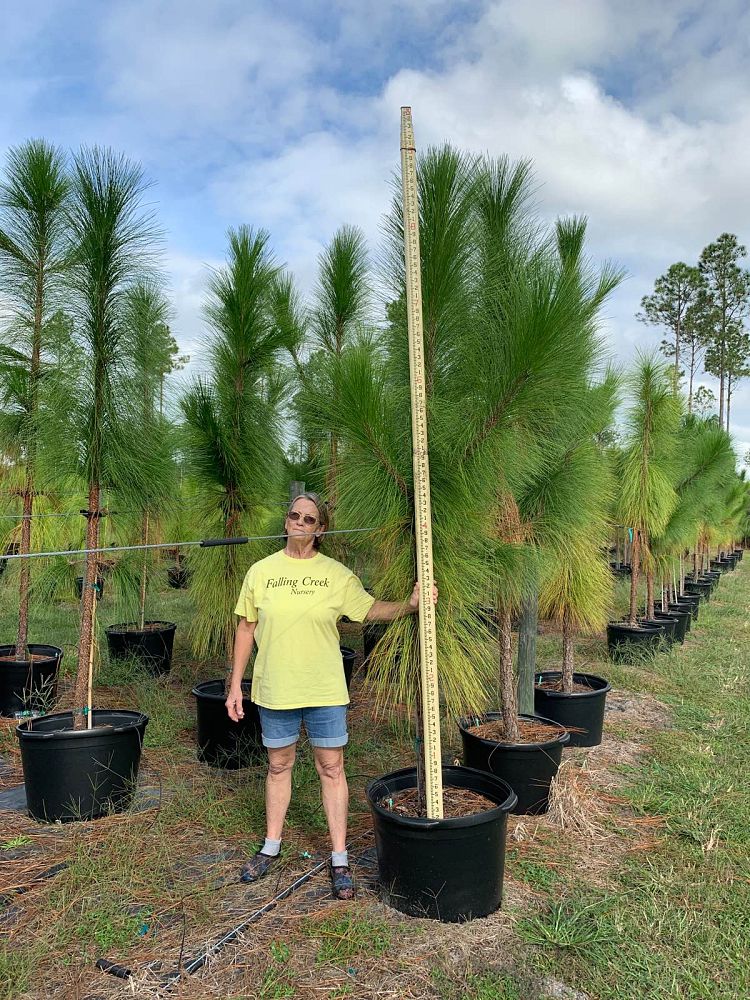pinus-palustris-longleaf-pine
