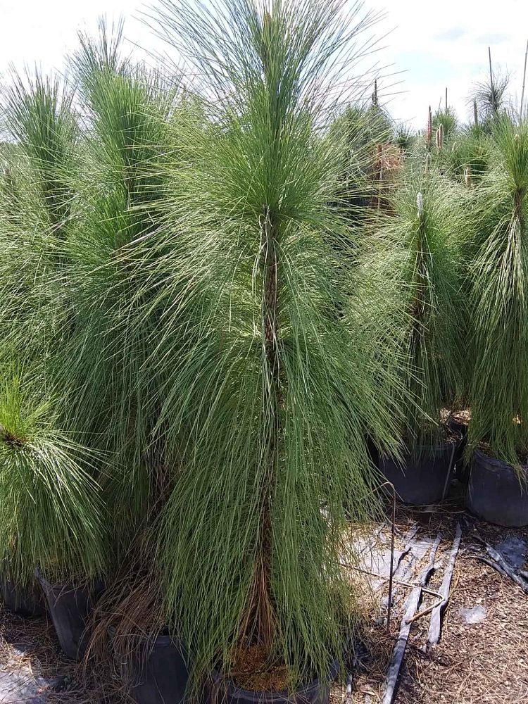 pinus-palustris-longleaf-pine