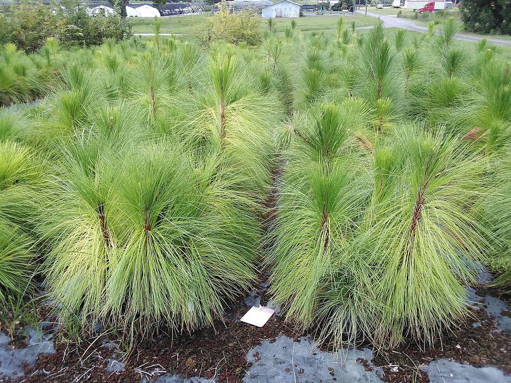 pinus-palustris-longleaf-pine