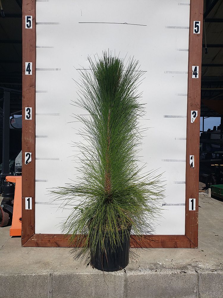 pinus-palustris-longleaf-pine