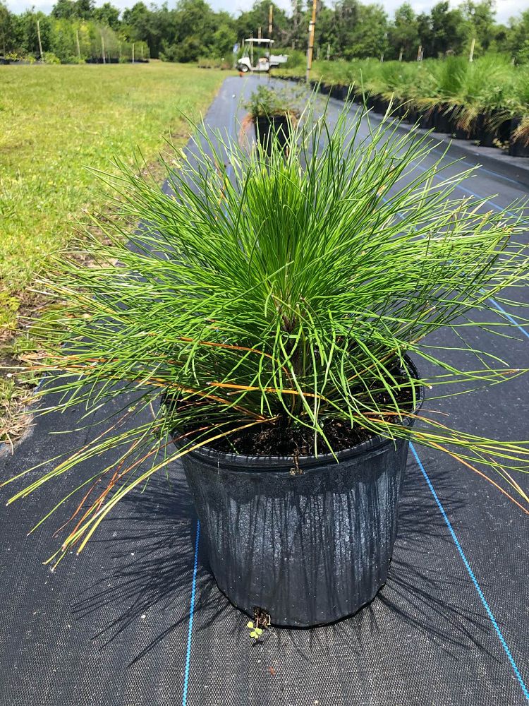 pinus-palustris-longleaf-pine