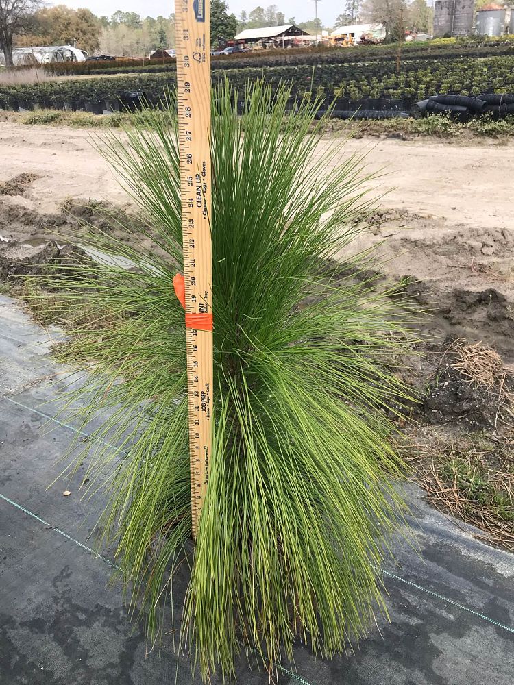 pinus-palustris-longleaf-pine