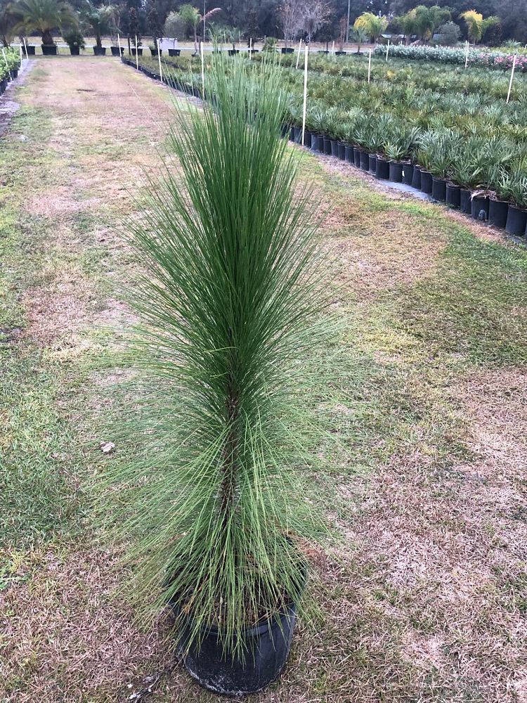 pinus-palustris-longleaf-pine