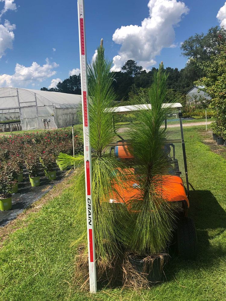 pinus-palustris-longleaf-pine