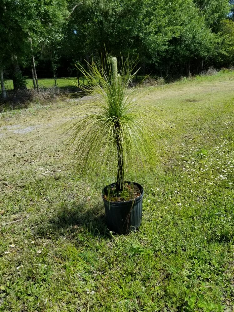 pinus-palustris-longleaf-pine