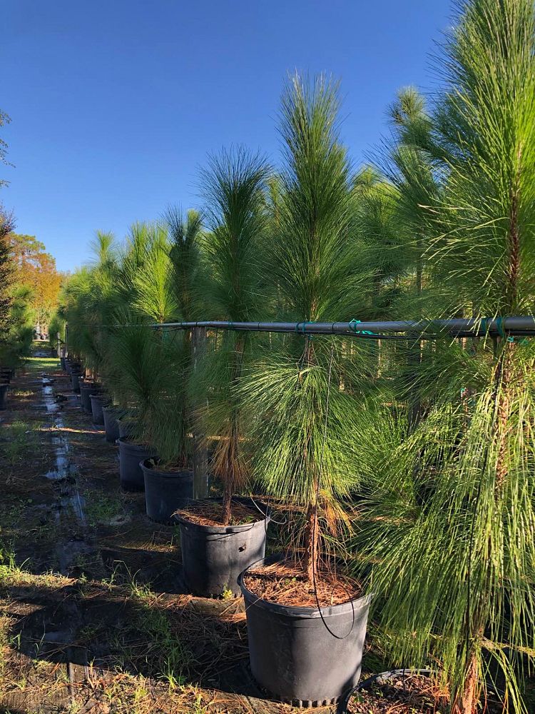 pinus-palustris-longleaf-pine