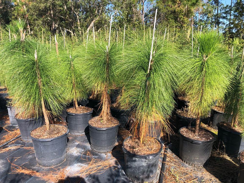 pinus-palustris-longleaf-pine