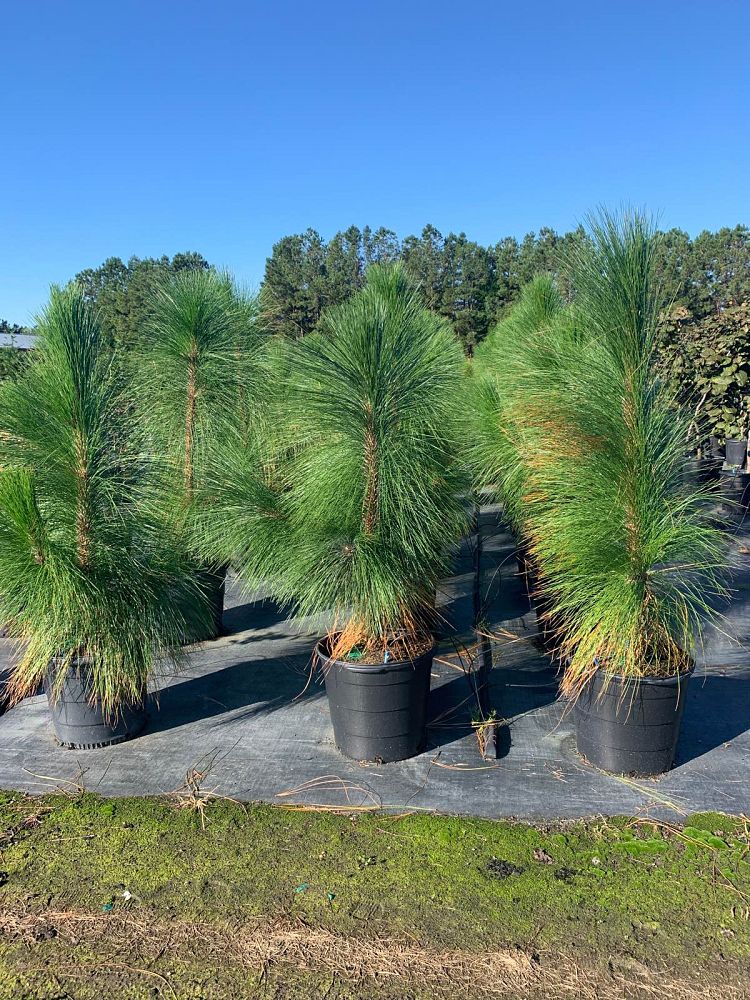pinus-palustris-longleaf-pine