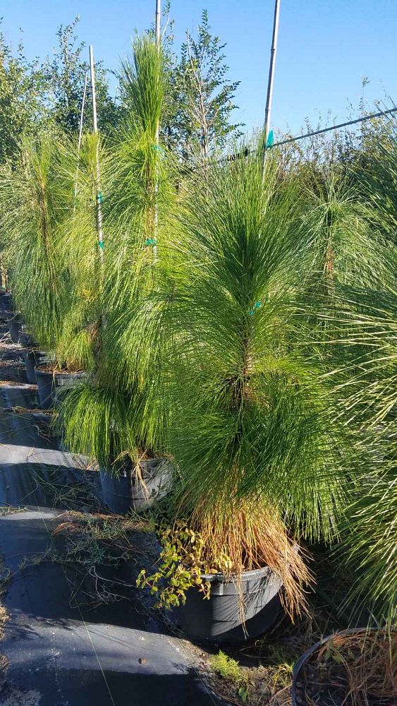 pinus-palustris-longleaf-pine