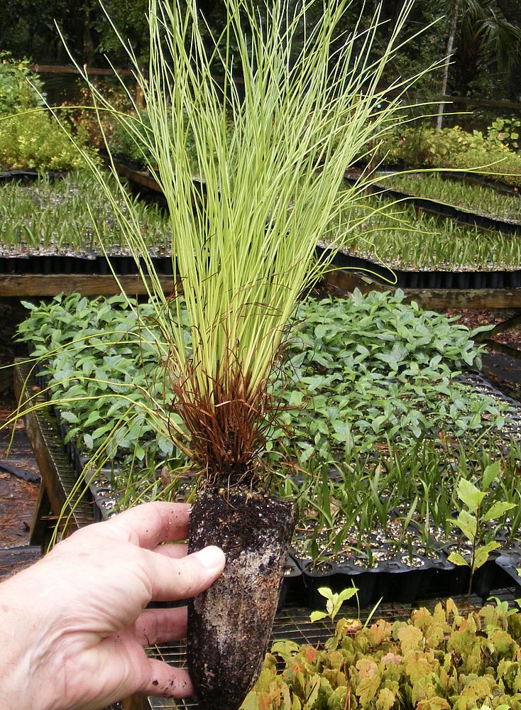 pinus-palustris-longleaf-pine