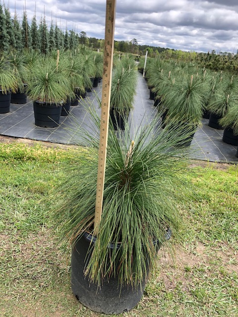 pinus-palustris-longleaf-pine