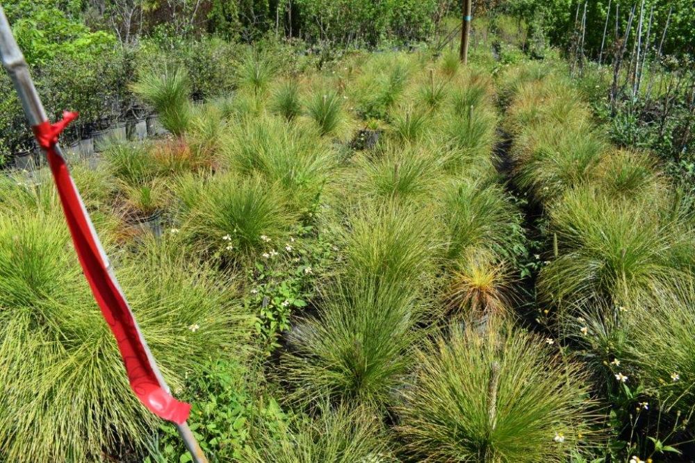 pinus-palustris-longleaf-pine