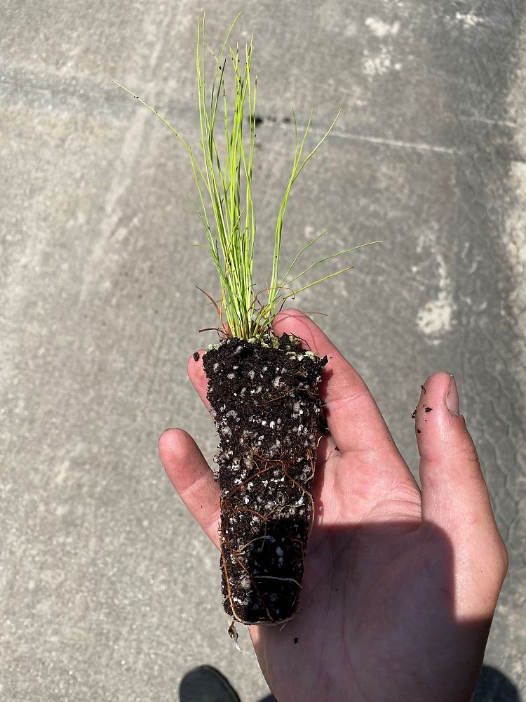 pinus-palustris-longleaf-pine