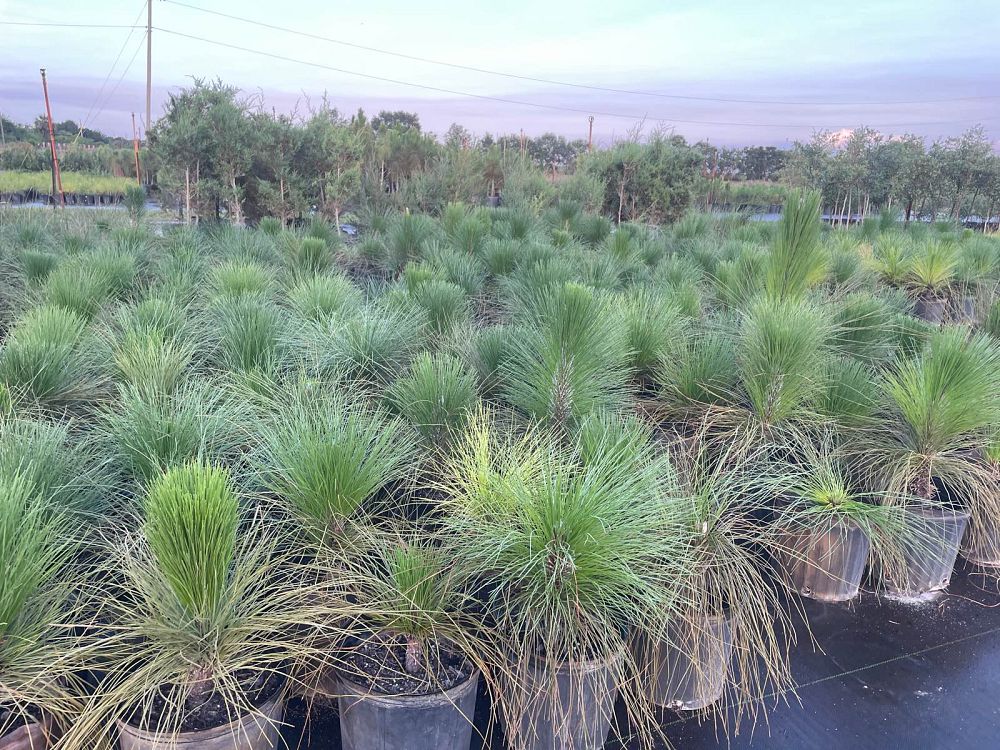 pinus-palustris-longleaf-pine