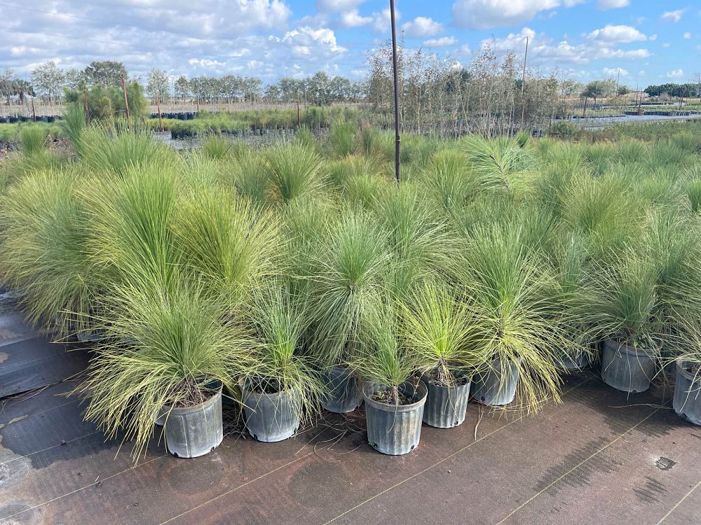 pinus-palustris-longleaf-pine