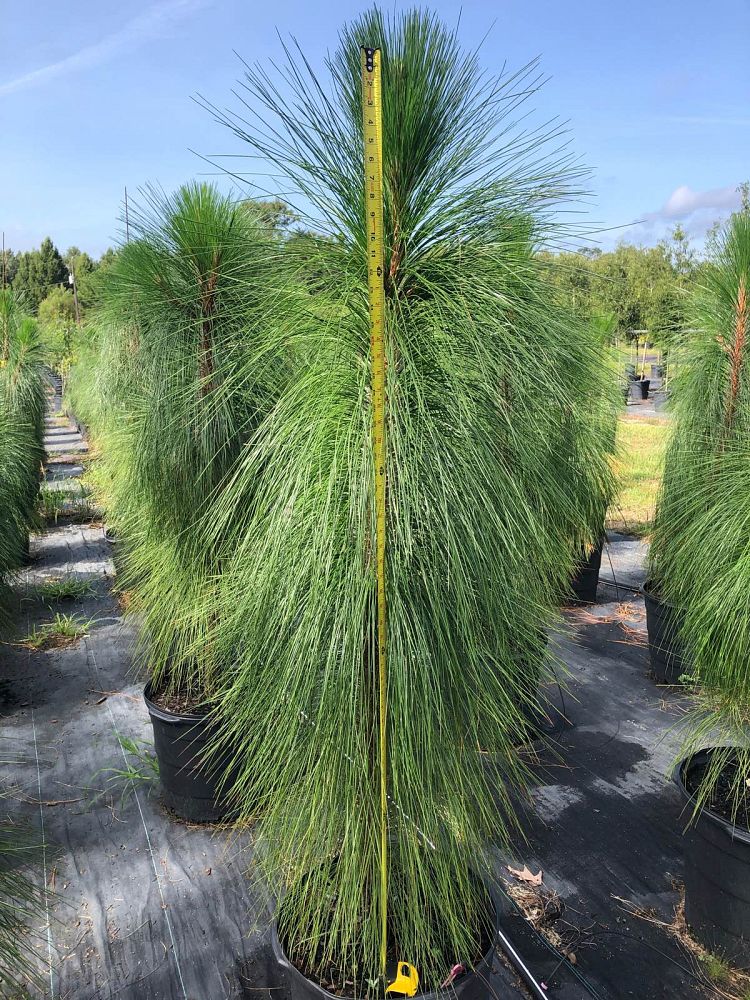 pinus-palustris-longleaf-pine