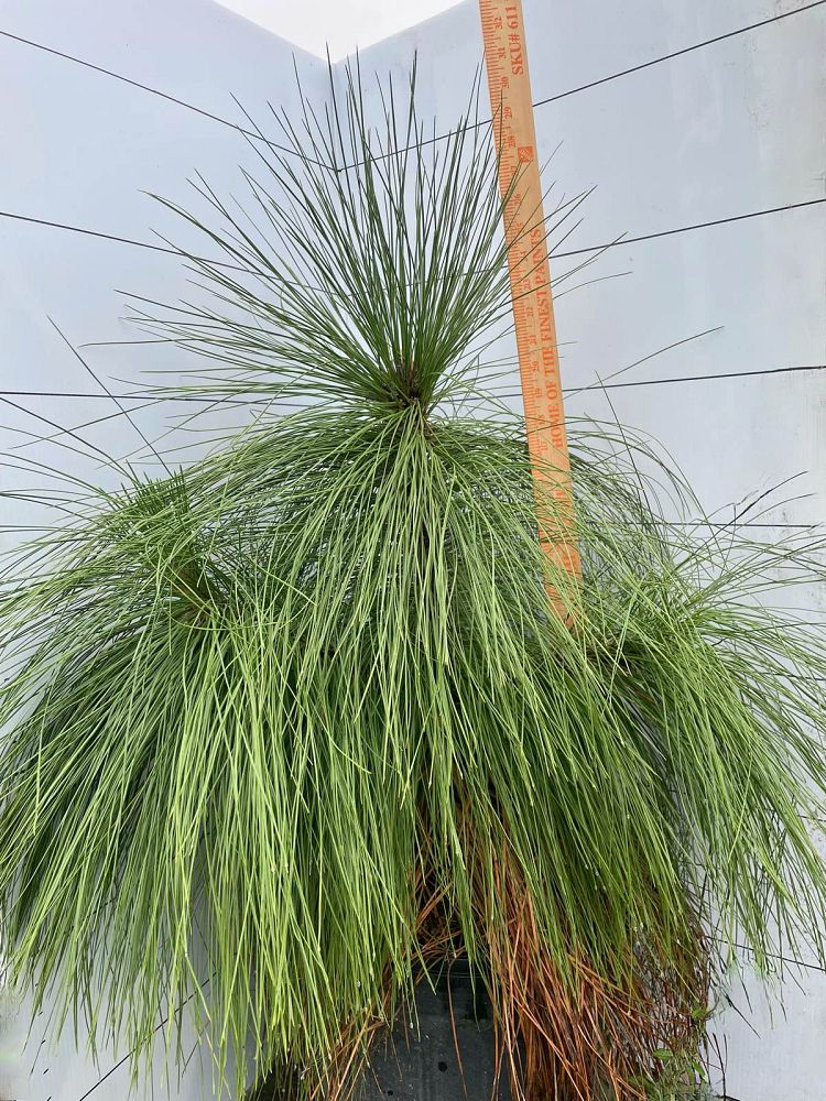 pinus-palustris-longleaf-pine