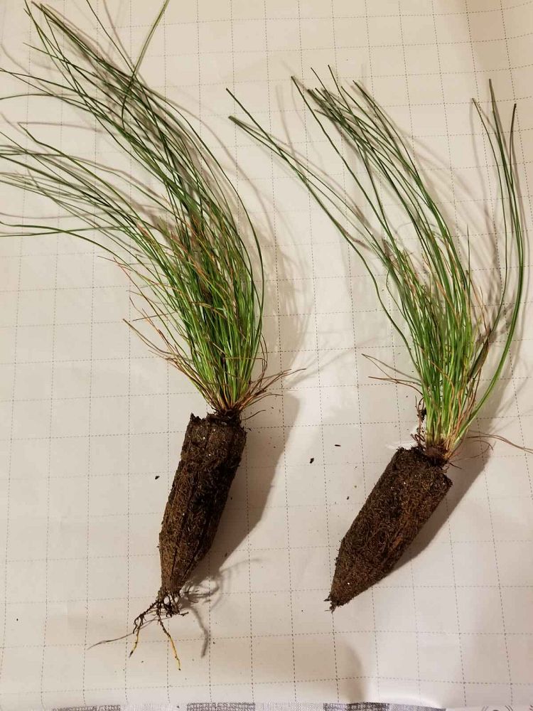 pinus-palustris-longleaf-pine