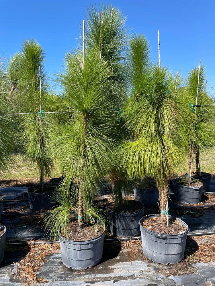 pinus-palustris-longleaf-pine
