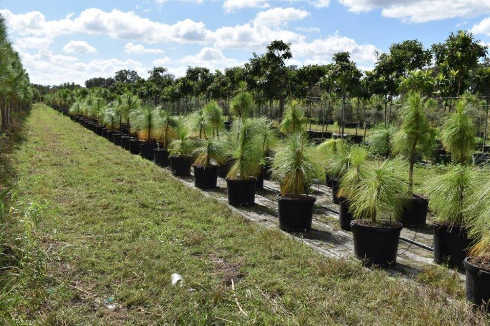 pinus-palustris-longleaf-pine