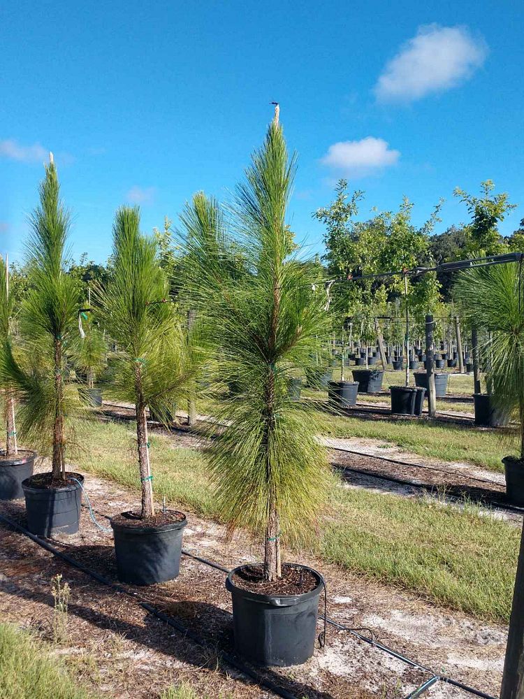 pinus-palustris-longleaf-pine
