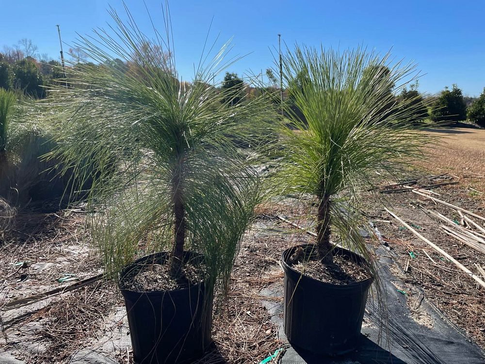 pinus-palustris-longleaf-pine