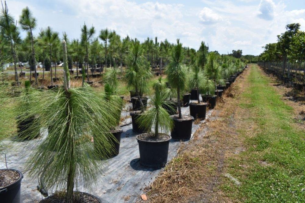 pinus-palustris-longleaf-pine