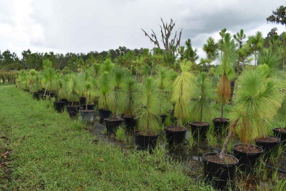 pinus-palustris-longleaf-pine