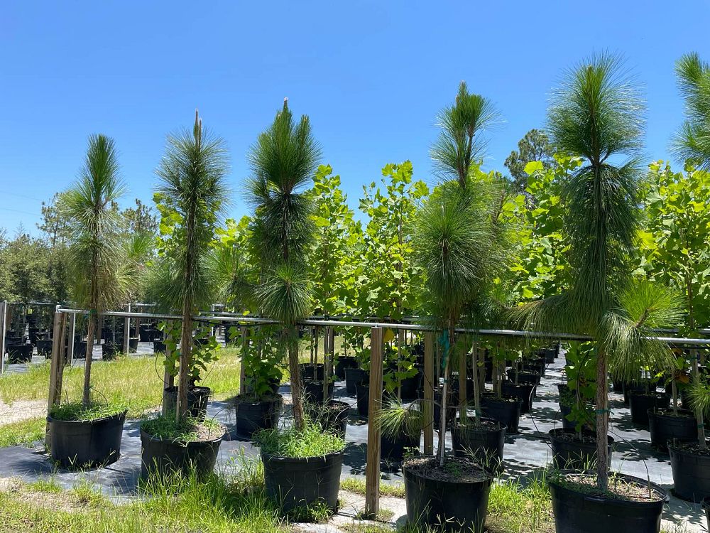 pinus-palustris-longleaf-pine