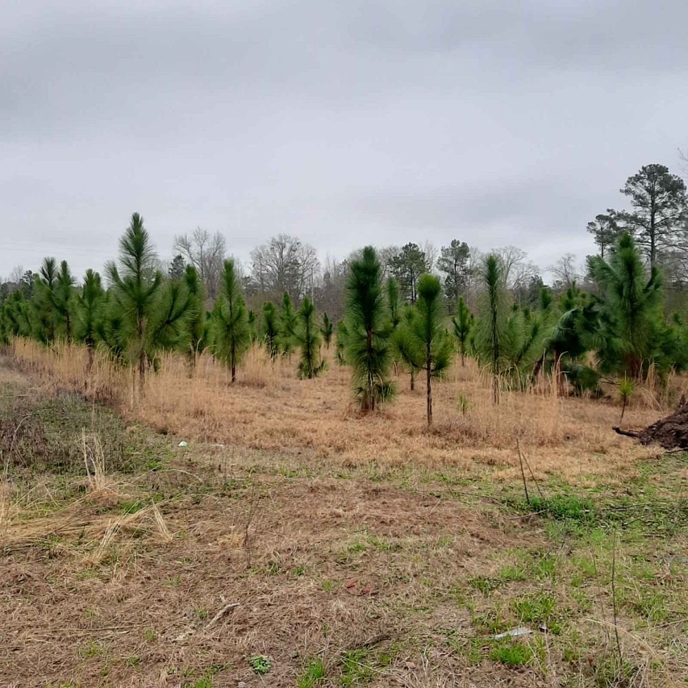 pinus-palustris-longleaf-pine